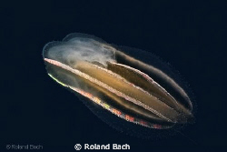 This ctenophore ( lat.  Leucothea multicornis ) show her ... by Roland Bach 